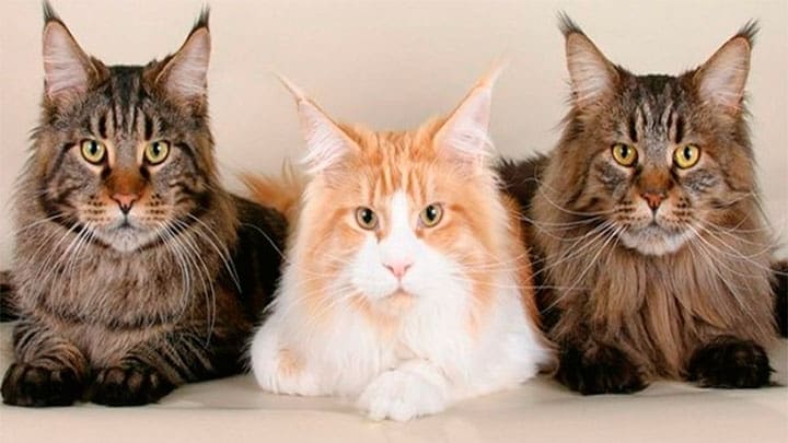 El equipo de investigación analizó la conducta de 50 gatos de albergues y de hogares de animales. | Foto: petdarling.com