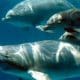 / Los delfines de 1,2 metros pertenecieron a la familia temprana de uno de los grupos principales de cetáceos llamado Odontoceti. | Foto: EFE