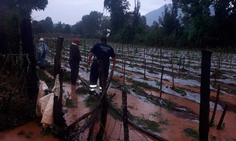 Cultivos de jitomate y tomate afectados por inundaciones en la comunidad de Ocurio