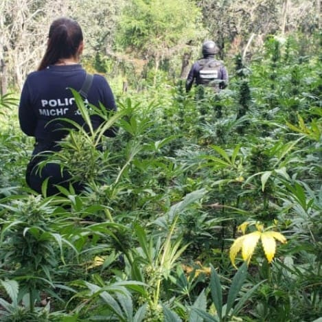Asegura e incinera SSP más de 120 mil plantas de marihuana en Zitácuaro
